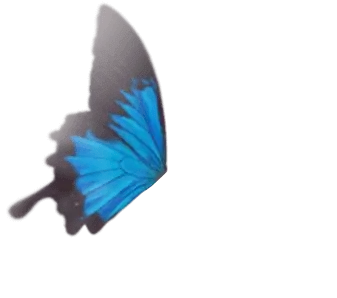 牙體品牌認證 新莊區舒適美數位牙醫診所牙體品牌認證